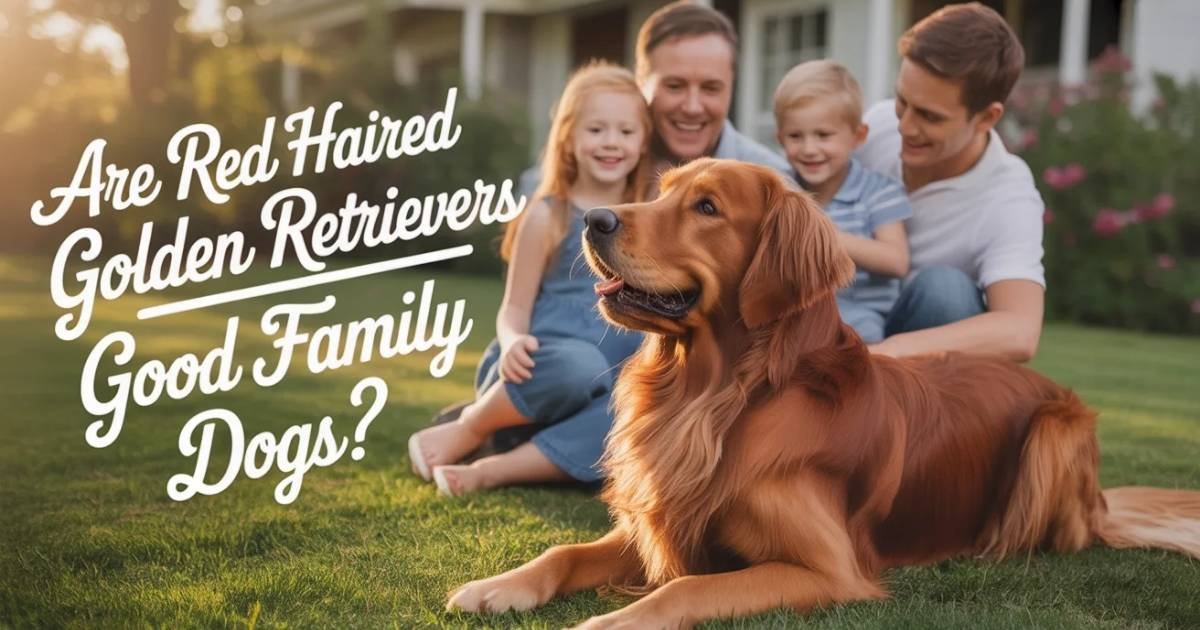 Are Red Haired Golden Retrievers Good Family Dogs