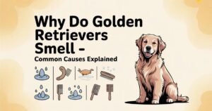 Golden Retriever lying on grass showing thick double coat that can trap moisture and cause odor