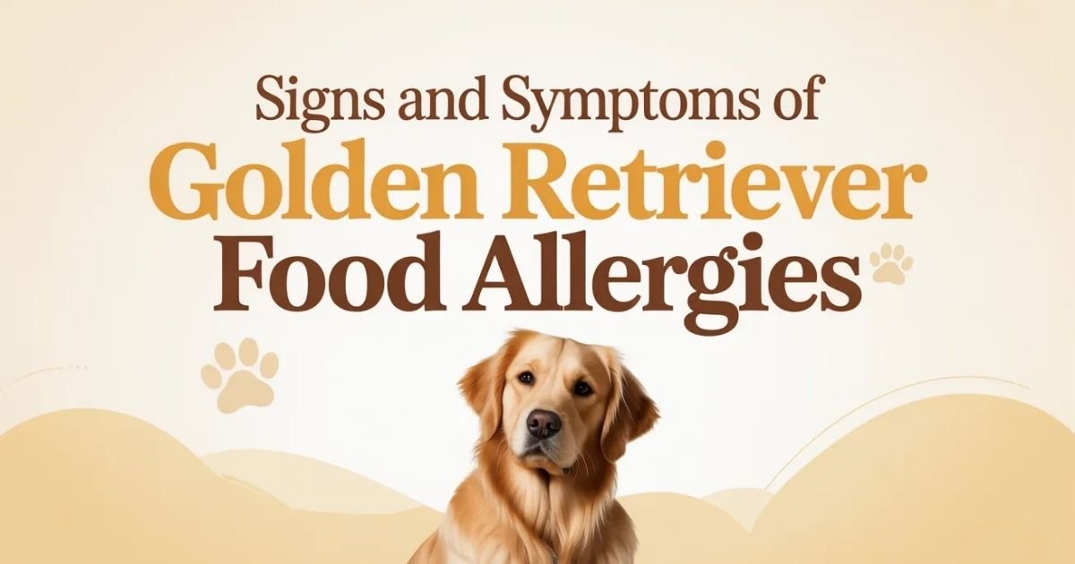 Signs and Symptoms of Golden Retriever Food Allergies
