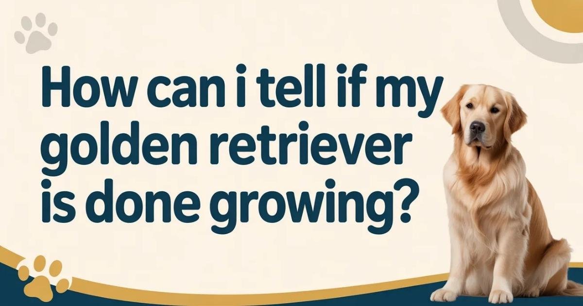 Signs Golden Retriever finished growing full maturity