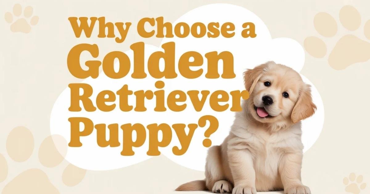 Golden Retriever puppy playing with children in family yard USA