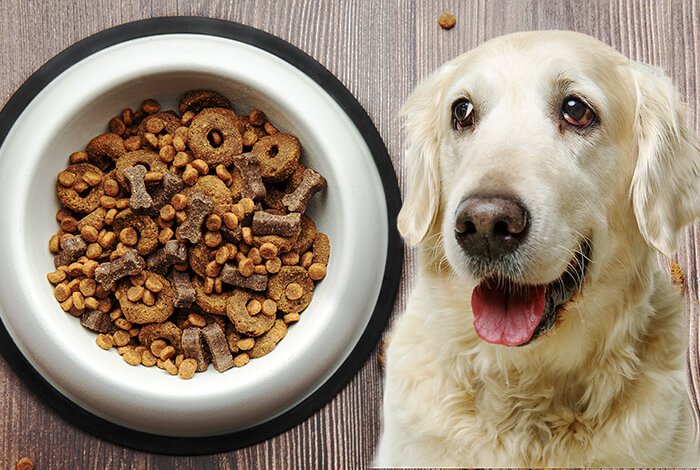 Best Dog Food for Golden Retriever Puppies and Adults
