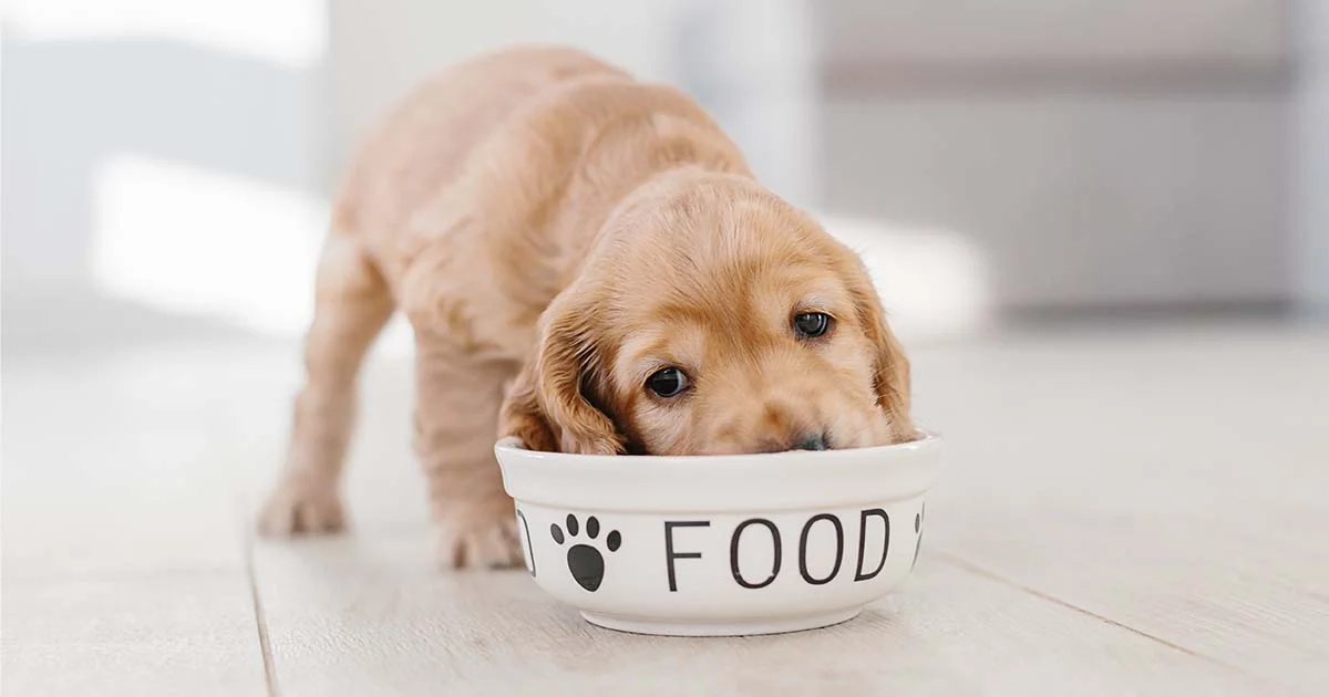 Best Dog Food for Golden Retriever