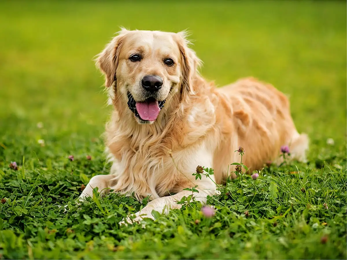 Golden Retriever Price in Different Countries