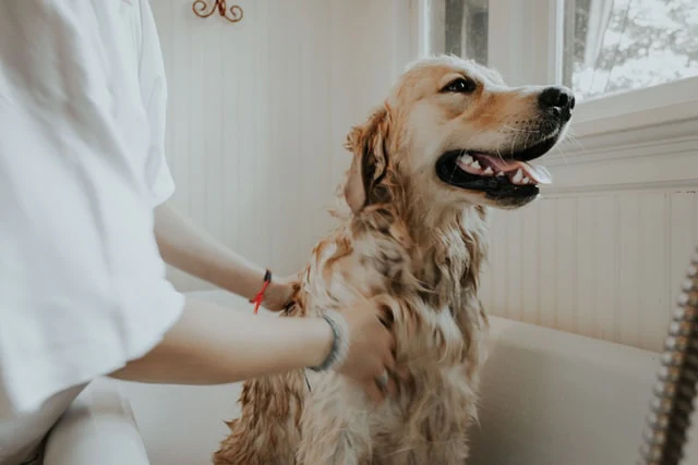 Benefits of Using the Best Shampoo for Golden Retriever