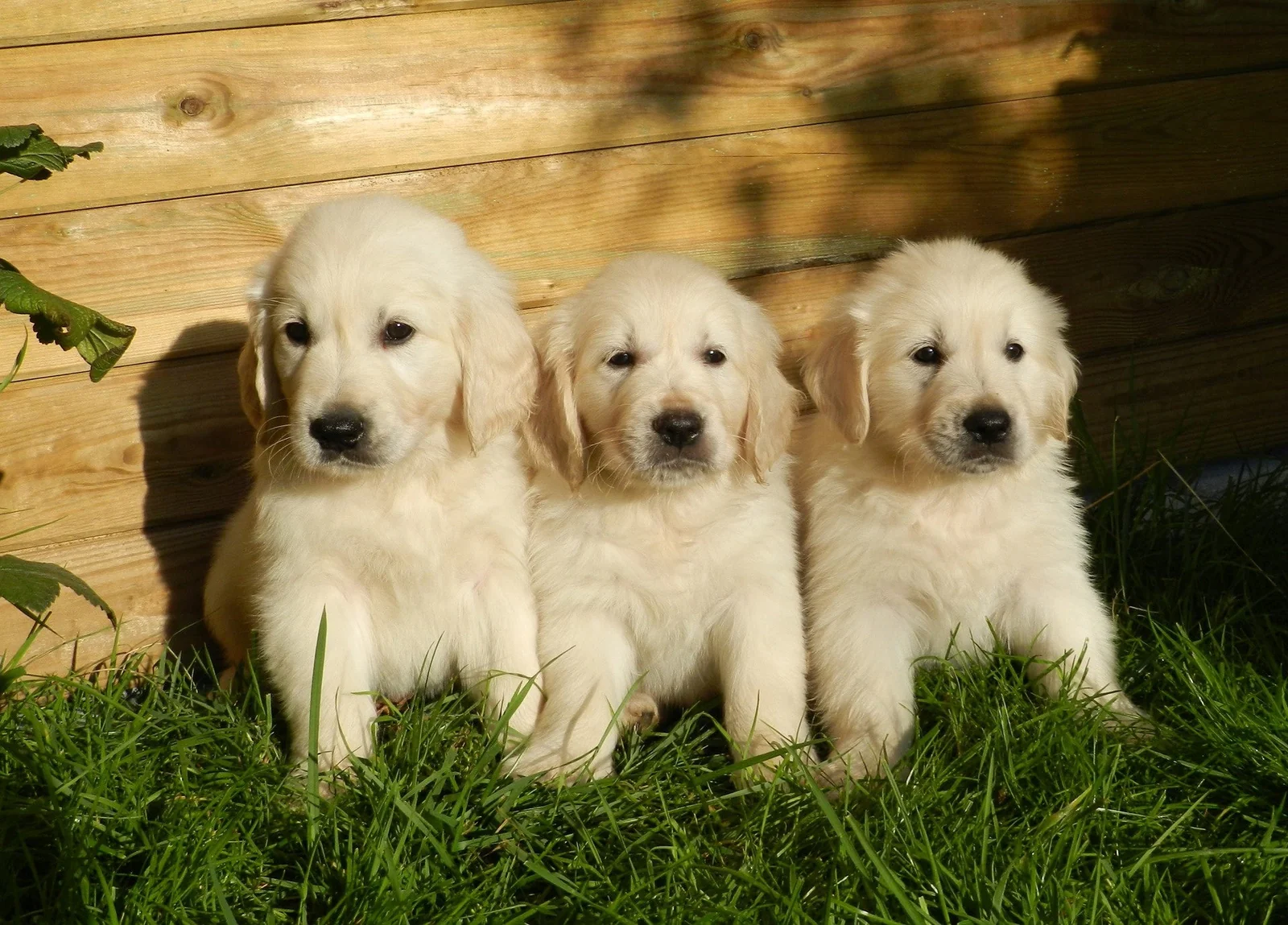 Is It Better to Adopt a Golden Retriever?