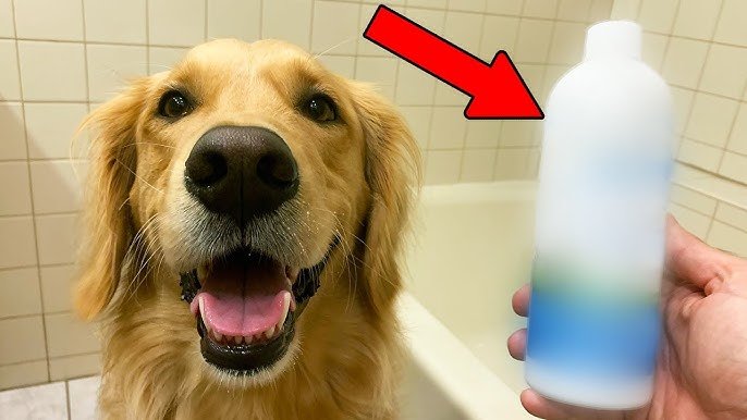 Best Shampoo for Golden Retriever