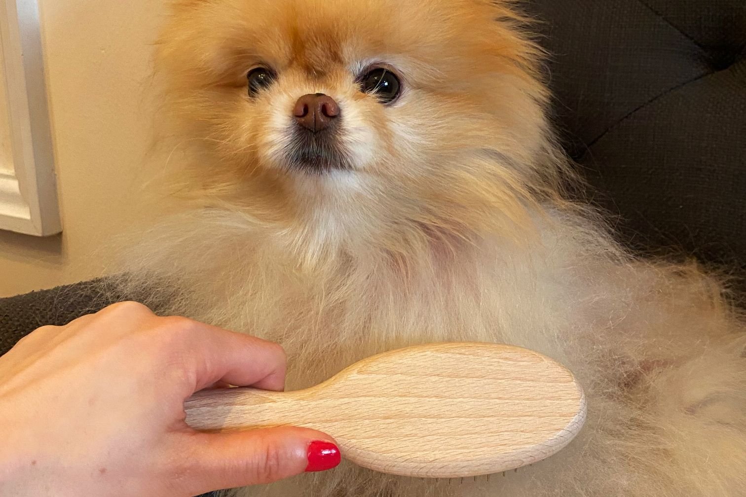 Best Slicker Brush for Golden Retriever Dogs