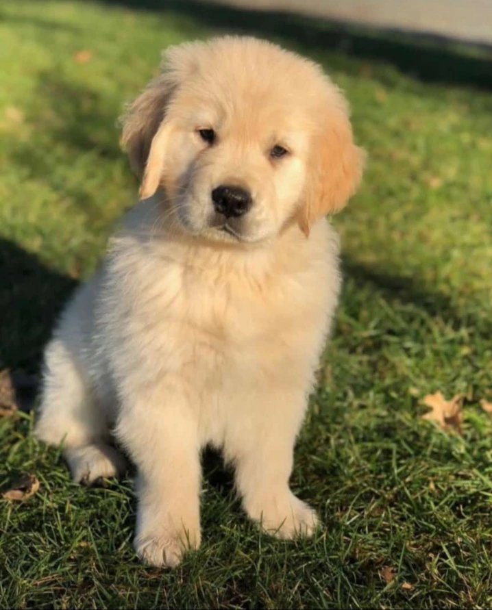 Find Golden Retriever Puppies for Sale