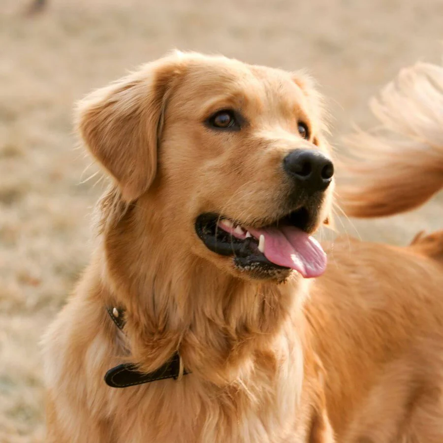 Find Golden Retriever Puppies for Sale