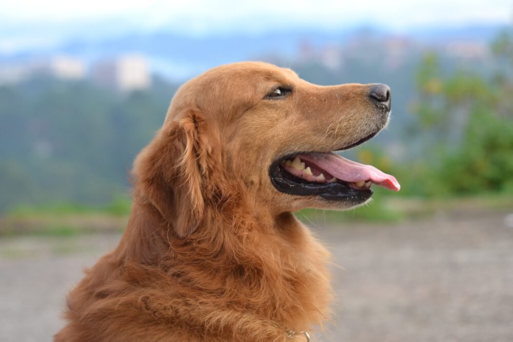 What Color Is a True Golden Retriever