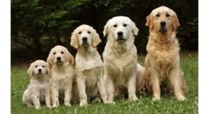 The Golden Retriever Puppy Growth Chart