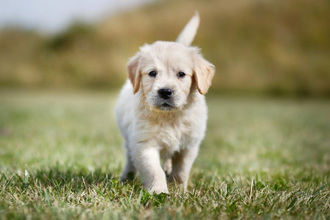 The Golden Retriever Puppy Growth Chart